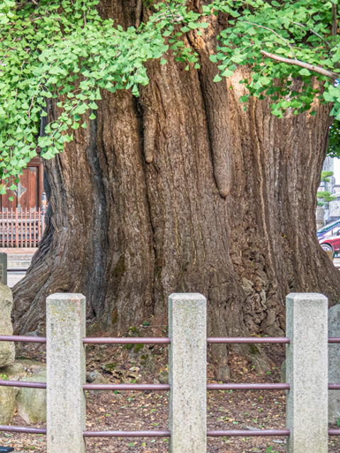  Ginko Tree