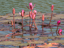 Lotus pond around Wat Sa Si 