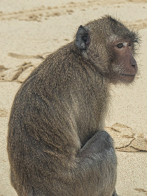 Macaque Monkey on Monkey Island, Halong Bay 