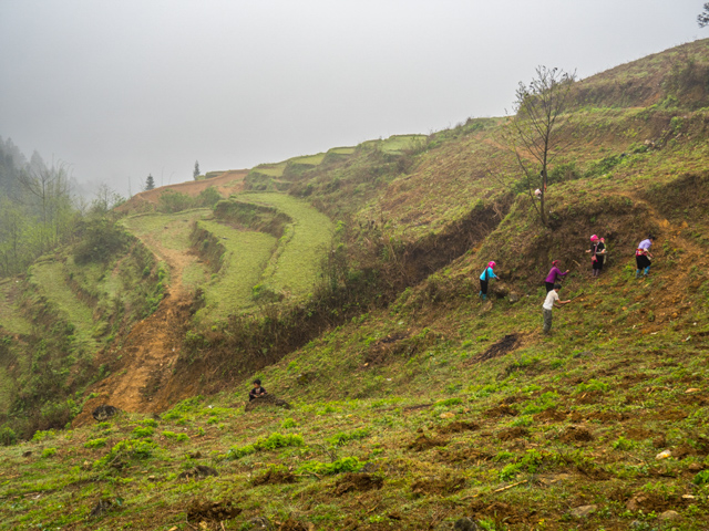 Hmong Farmers 