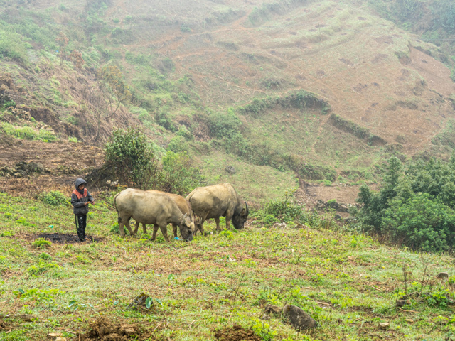 buffalo husbandry 