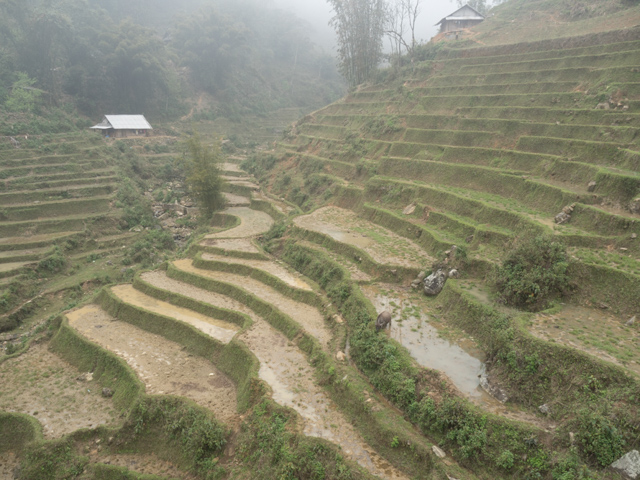 Homes Amongst Terraced Landscape 