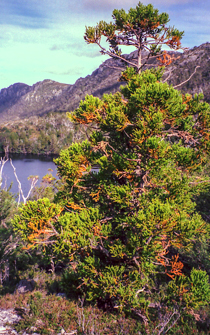 King Billy Pine is edemic to Cradle Mountain 