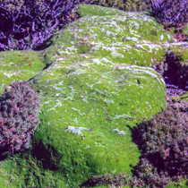 Cushion Plant near Cradle Mountain 