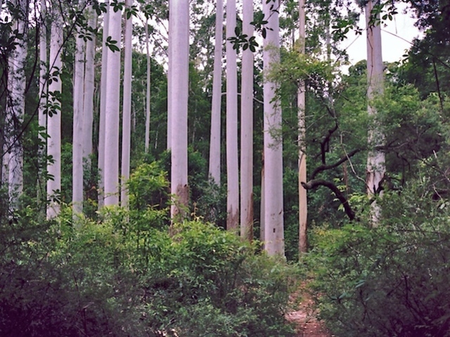 K'gali is covered with lakes and rainforest