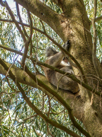 Koalas