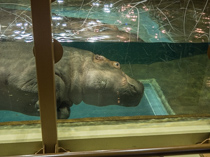  Swimming hippopotamus in Asahiyama Zoo