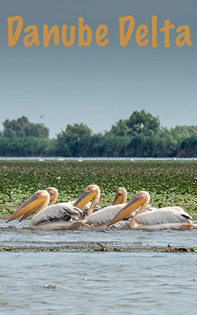 Pelicans in Danube Delta.